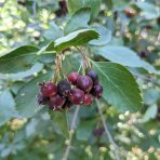 Muchovník jelšolistý (Amelanchier alnifolia) ´SASKATOON BERRY ´®- výška 40-60 cm, kont C4L - VIACKMENNÝ